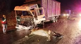 Mudurnu'da Yolda Geyik Kazası: 1 Ölü, 1 Yaralı