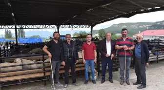 Boyabat'ta Canlı Hayvan Pazarı Açıldı