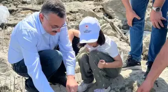 Boyabat'ta 158 Bin Yavru Sazan Balığı Salındı