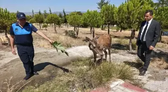 Eşeler Dağı'ndan Salda Gölü'ne Geyik Ziyareti
