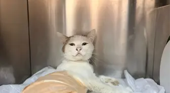 Burdur'da Havalı Tüfekle Vurulan Kedi Ameliyatla Kurtarıldı