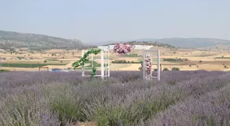 Burdur'da Lavanta Hasat ve Sanat Günleri Renkli Etkinliklerle Tamamlandı