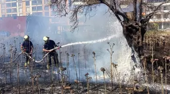 Burhaniye'de Otluk Alanda Yangın Kontrol Altına Alındı