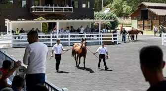 Bursa'da 55 Safkan Arap Tayı 31 Milyon Liraya Satıldı