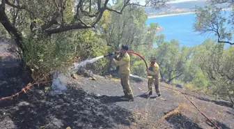 Mudanya'da Zeytinlikte Yangın: Ekiplerin Zamanında Müdahalesiyle Söndürüldü