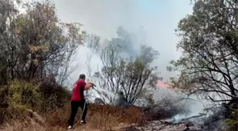 Mudanya'da Zeytinlikte Yangın Çıktı