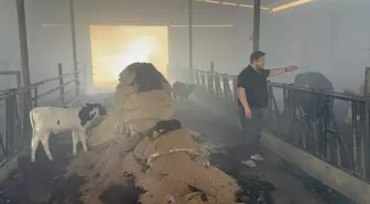 Çanakkale'de Ahır Yangını: Hayvanlar Kurtarıldı