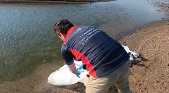 Çanakkale'de 2 Milyon Yavru Sazan Barajlara Bırakıldı