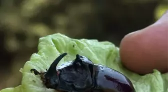 Çanakkale'de Nadir Gördüğü Gergedan Böceğini Doğaya Saldı