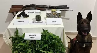 Çanakkale'de Yasa Dışı Kenevir Ekimi Operasyonu: 1 Tutuklama