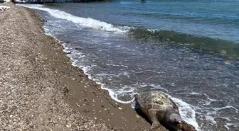 Assos Sahili'nde Ölü Caretta Caretta Bulundu