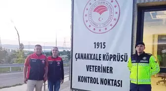Çanakkale'de Şap Hastalığına Karşı Denetimler Artırıldı