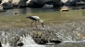 Çanakkale'deki Kocabaş Çayı Leyleklerin Beslenme Alanı Oldu