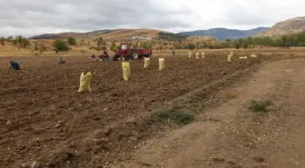 Dodurga'da Patates Hasadı Başladı