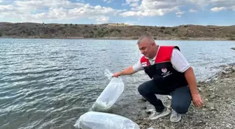 Çankırı'da 11 Gölete 626 Bin Sazan Yavrusu Bırakıldı