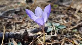 Yapraklı'da Vargit Çiçekleri Sonbahar Güzelliğini Sergiliyor