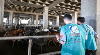Cansuyu Derneği, Lübnan’da 110 Kurban Kesim Hedefli Çalışmalarını Tamamladı