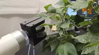 Manisa Üniversitesi'nden Tarımsal Ürünler için Yumuşak Robot Tasarımı