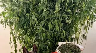 Denizli'de Uyuşturucu Operasyonu: İki Şüpheli Serbest Bırakıldı