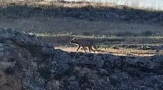Adıyaman'da Çizgili Sırtlan Görüntülendi