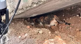 Cizre'de Sıkışan Kedi Yavrusu İtfaiye Ekipleri Tarafından Kurtarıldı