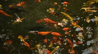 Çocukluk Hobisi Profesyonel Üretime Dönüştü: 3 Milyon Süs Balığı Üretiyor