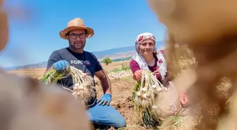 Taşköprü Sarımsağında Hasat Dönemi Başladı