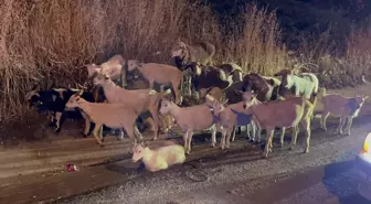 Kaybolan Keçiler Yol Kenarında Bulundu