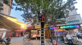 Sungurlu'da Ağaçta Mahsur Kalan Kedi İtfaiye Tarafından Kurtarıldı