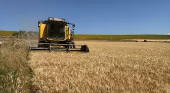 Çorum'da İhtiyaç Sahiplerine Un Dağıtımı İçin Buğday Hasadı Yapıldı