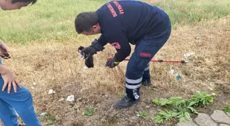 Yavru Kedi Ağaçtan İtfaiye Ekipleri Tarafından Kurtarıldı