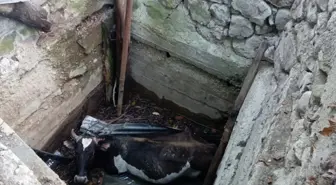 Su Kuyusuna Düşen İnek Kurtarıldı