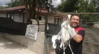 Osmancık'ta Yaralı Leylek Tedavi Altına Alındı