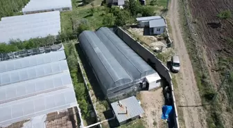 Çubuk'ta Ata Tohumuyla Organik Fide Üretimi