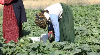 Çubuk'ta Turşu Hasadı Devam Ediyor