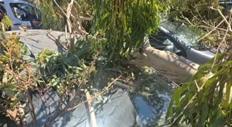 Datça'da Ağaç Dalları Araçlara Zarar Verdi