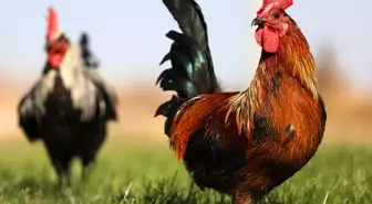 Denizli Horozunun Genetik Koruma ve Islah Çalışmaları Başlatıldı