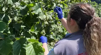 Giresun'da Kahverengi Kokarcaya Karşı 2 Bin 240 Samuray Arısı Salındı