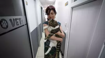 Diyabetli Kedi 'Mars' Kök Hücre Nakliyle Sağlığına Kavuştu