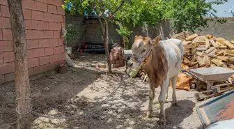 Diyarbakır'da 9 Ay Sonra Bulunan Buzağı Sahibine Teslim Edildi