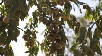 Eğil'de Badem Hasadı Etkinliği Düzenlendi