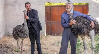 Diyarbakır'da Yalnız Deve Kuşuna Eş Bulundu