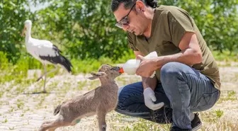Sıcaklar Yaban Hayatını Tehdit Ediyor: Yavru Hayvanlar Aç ve Susuz Kaldı