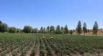 Dodurga'da Gençler için Patates Yetiştiriliyor