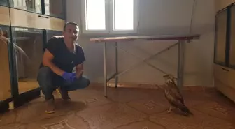 Yaralı Kızıl Şahin, Veteriner Hekim Tarafından Sahiplendi