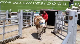 Doğu Anadolu'dan batıya yaklaşık 80 bin kurbanlık gönderildi