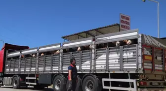 Kurbanlık Hayvan Kontrolleri Çankırı'da Sıkılaştırıldı