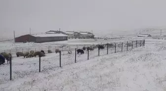 Kar Yağışı Doğu Karadeniz'i Beyaza Bürüdü