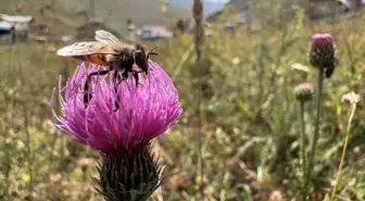 Anzer Balı'nda Bu Yıl Rekor Bekleniyor