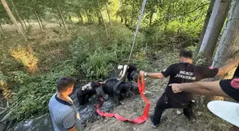 Düzce'de Bataklığa Saplanan İnek İtfaiye Ekiplerince Kurtarıldı